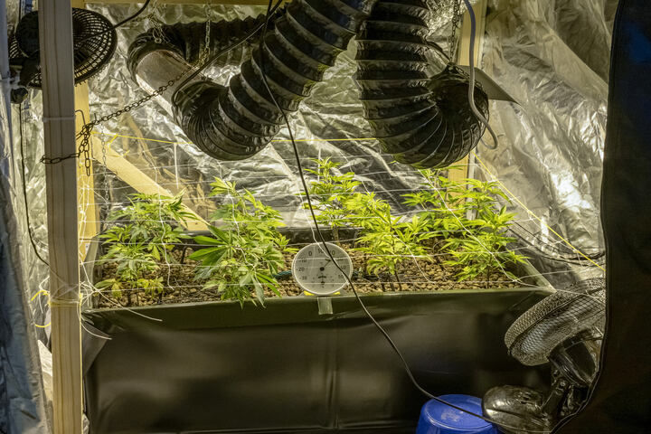 growing environment for cannabis