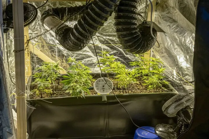 growing environment for cannabis