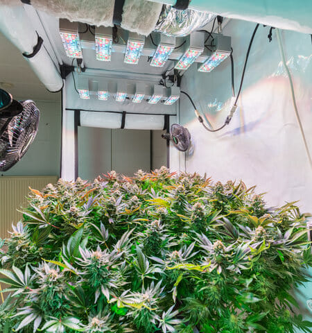 should grow space dictate cannabis strain choice?