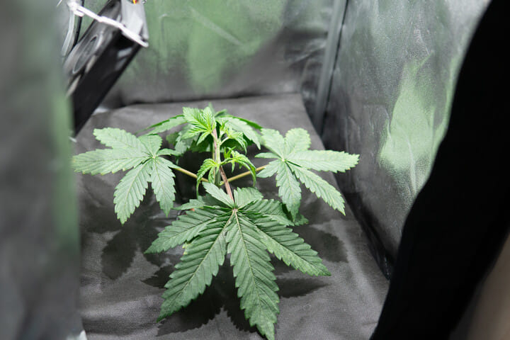 what to look for in a cannabis grow tent for winter growing