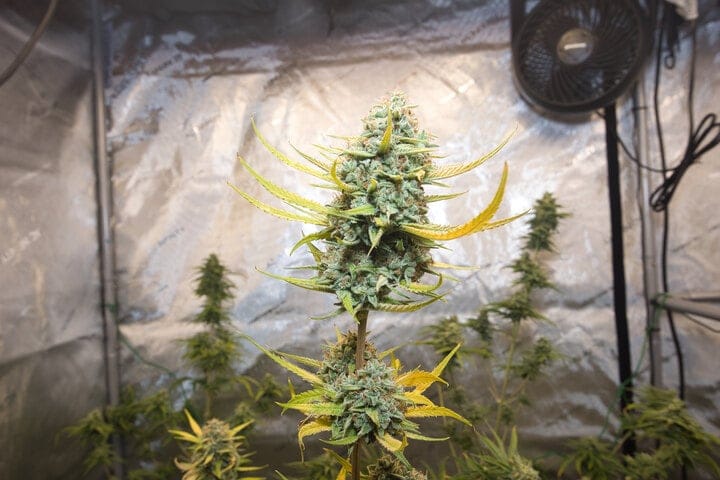 ventilate your grow tent