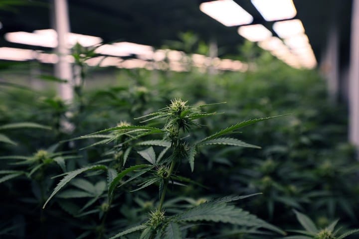 how to set grow environment for terpene development