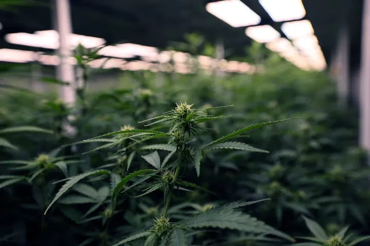 how to set grow environment for terpene development