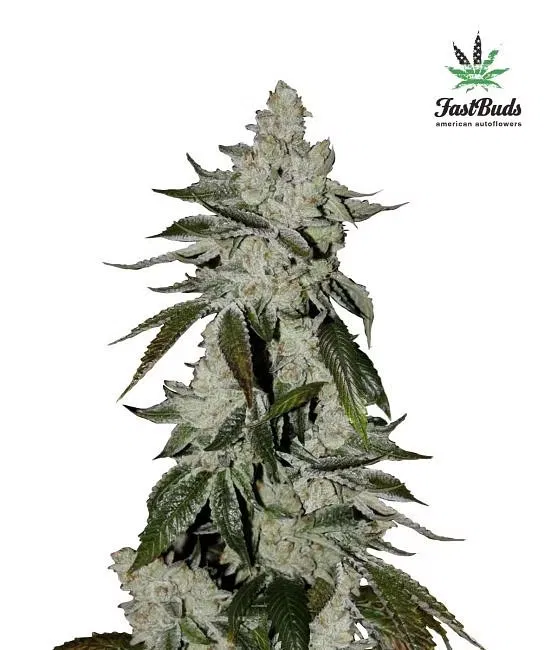 FastBuds GSC Auto