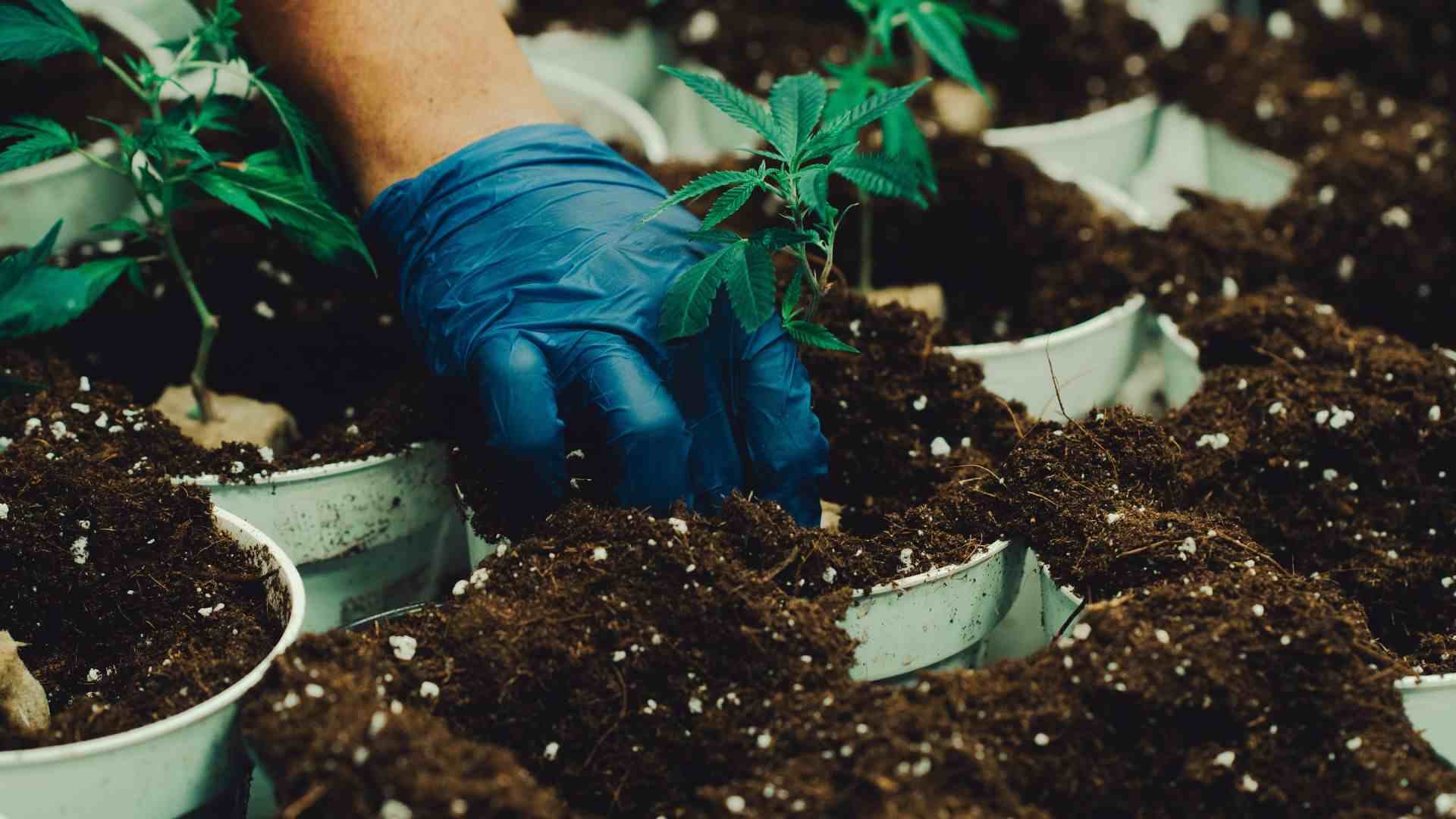 super soil has the right ingredients for growing cannabis