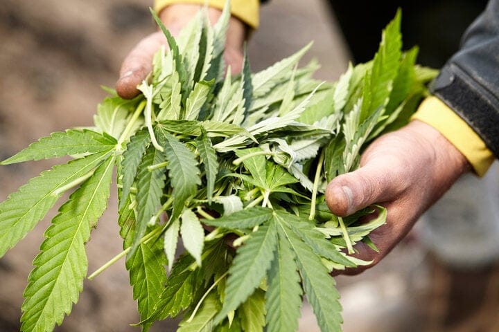 what is cannabis defolation
