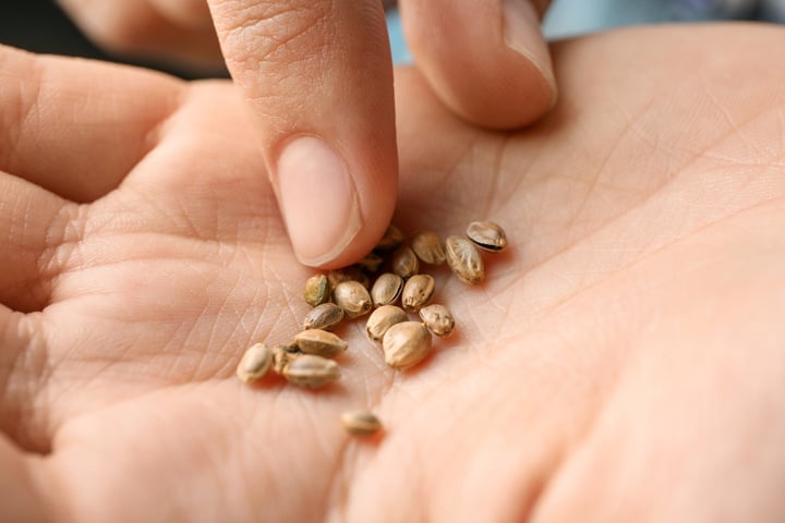 what's inside a cannabis seed