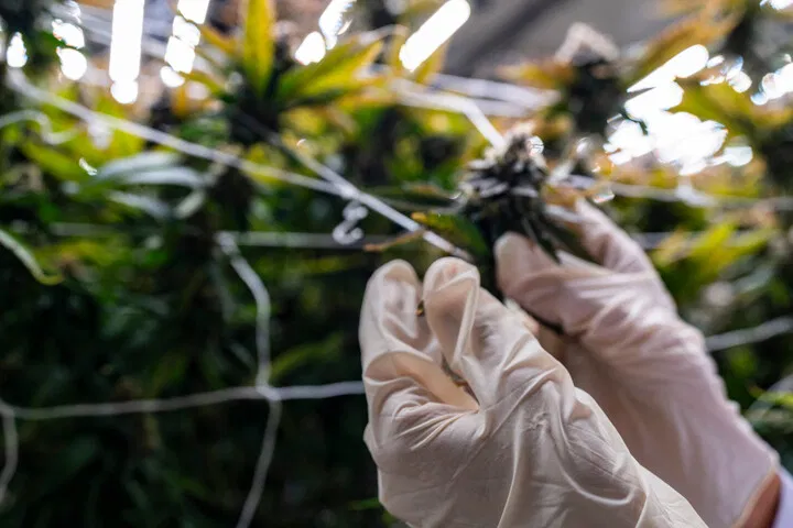 Why growers choose scrog method