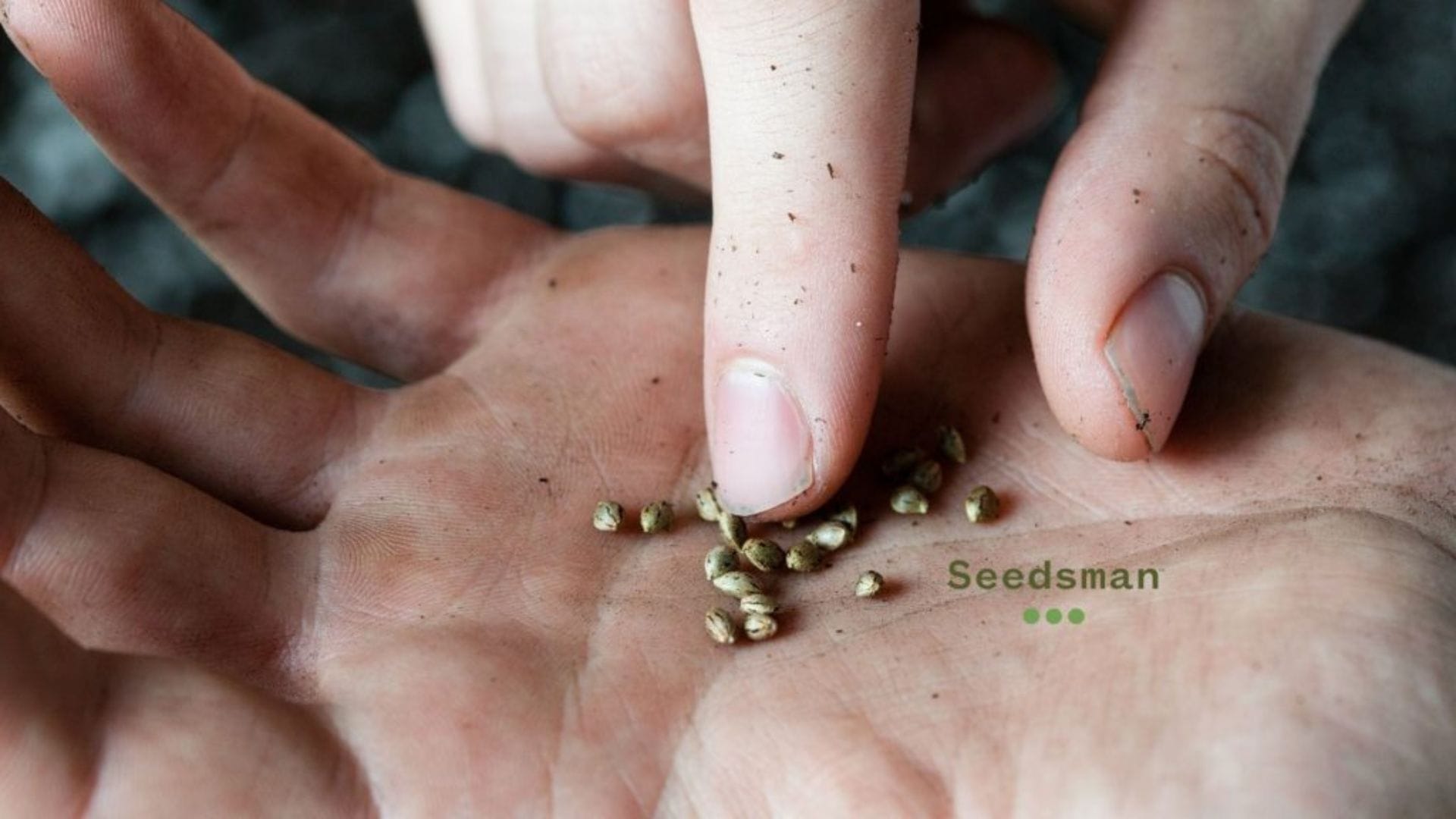 Be careful not to over-handle your seeds