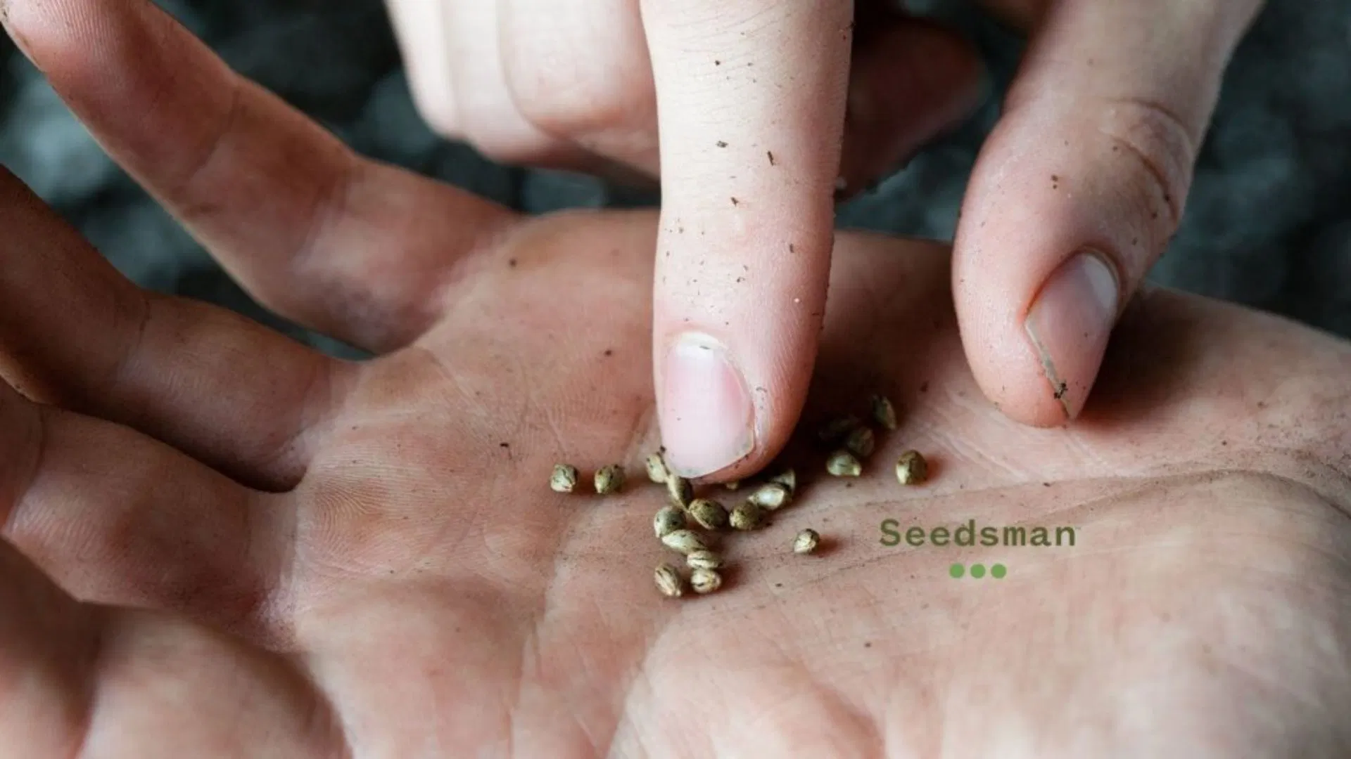 Be careful not to over-handle your seeds