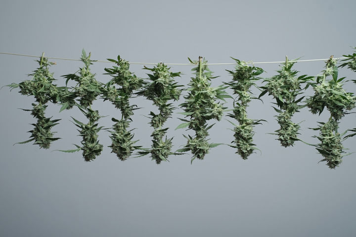 avoid post-harvest cannabis mold