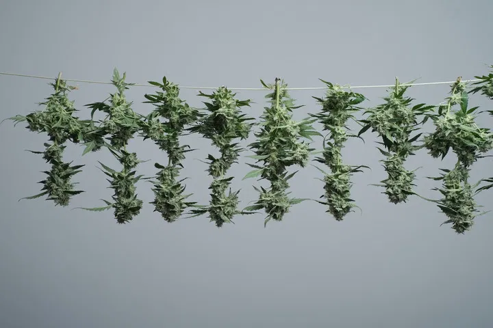avoid post-harvest cannabis mold