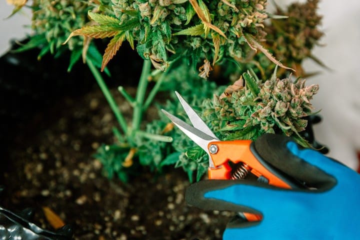 when to harvest cannabis for maximum terpenes