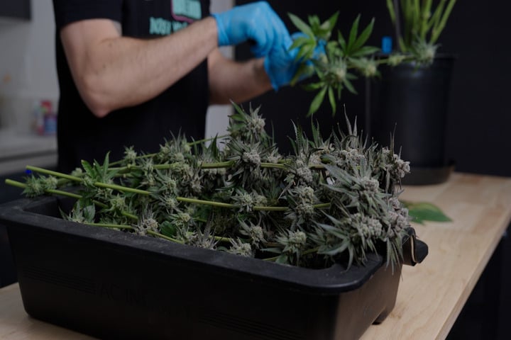 what you need to harvest cannabis