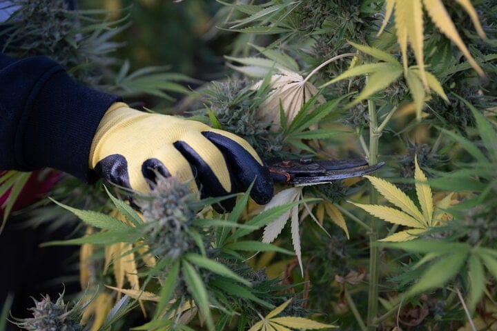 should you harvest cannabis early if it rains