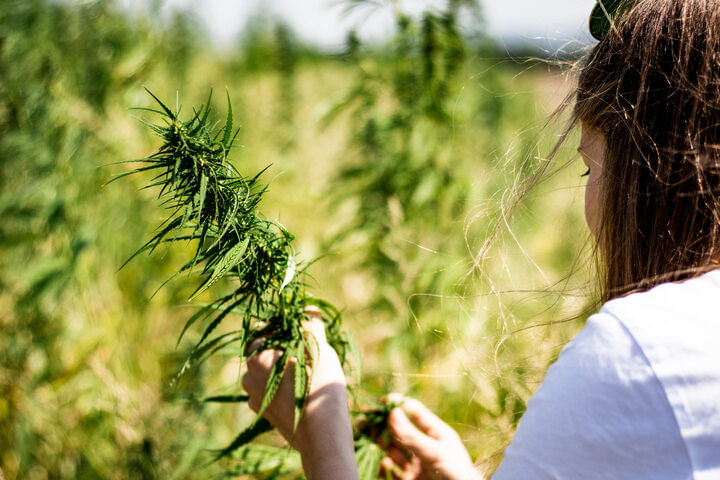 how to harvest cannabis