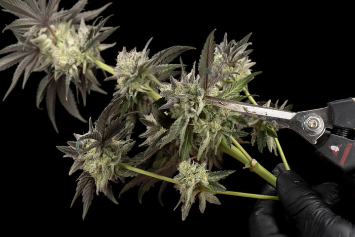 Ernte, Trocknung, Reifung von Peyote Zkittlez