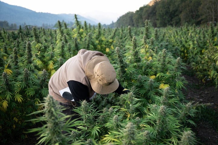 autoflowers can harvest in stages