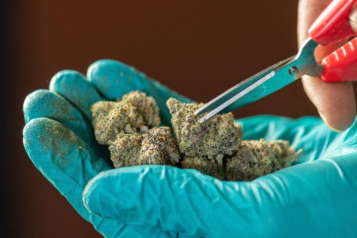 harvesting and curing purple cannabis