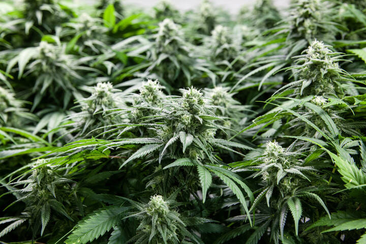 listen to the plant before feeding