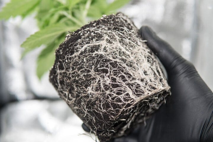 the importance of healthy cannabis roots