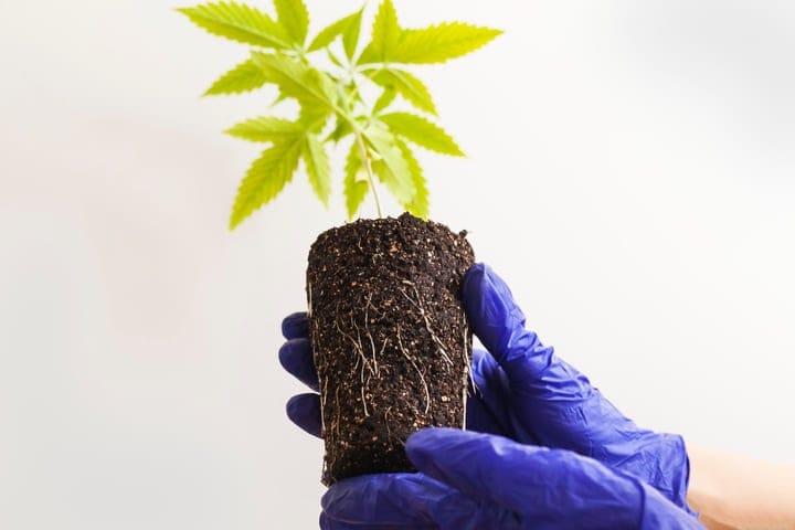 how to choose a healthy cannabis clone