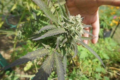 Correct watering leads to healthier cannabis plants