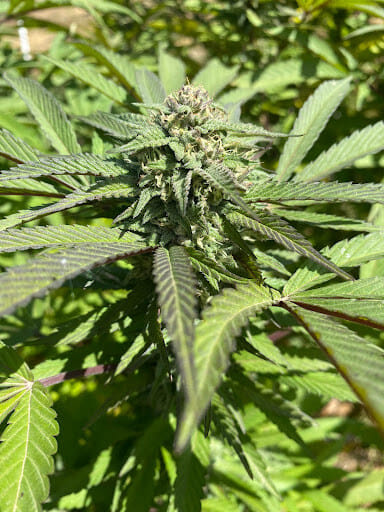 healthy soil leads to healthy cannabis