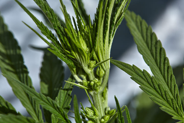 follow best praactices to avoid hermaphroditism