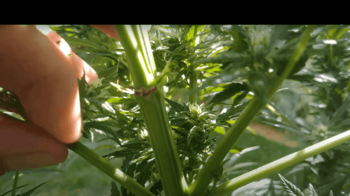 hermaphrodite cannabis plant