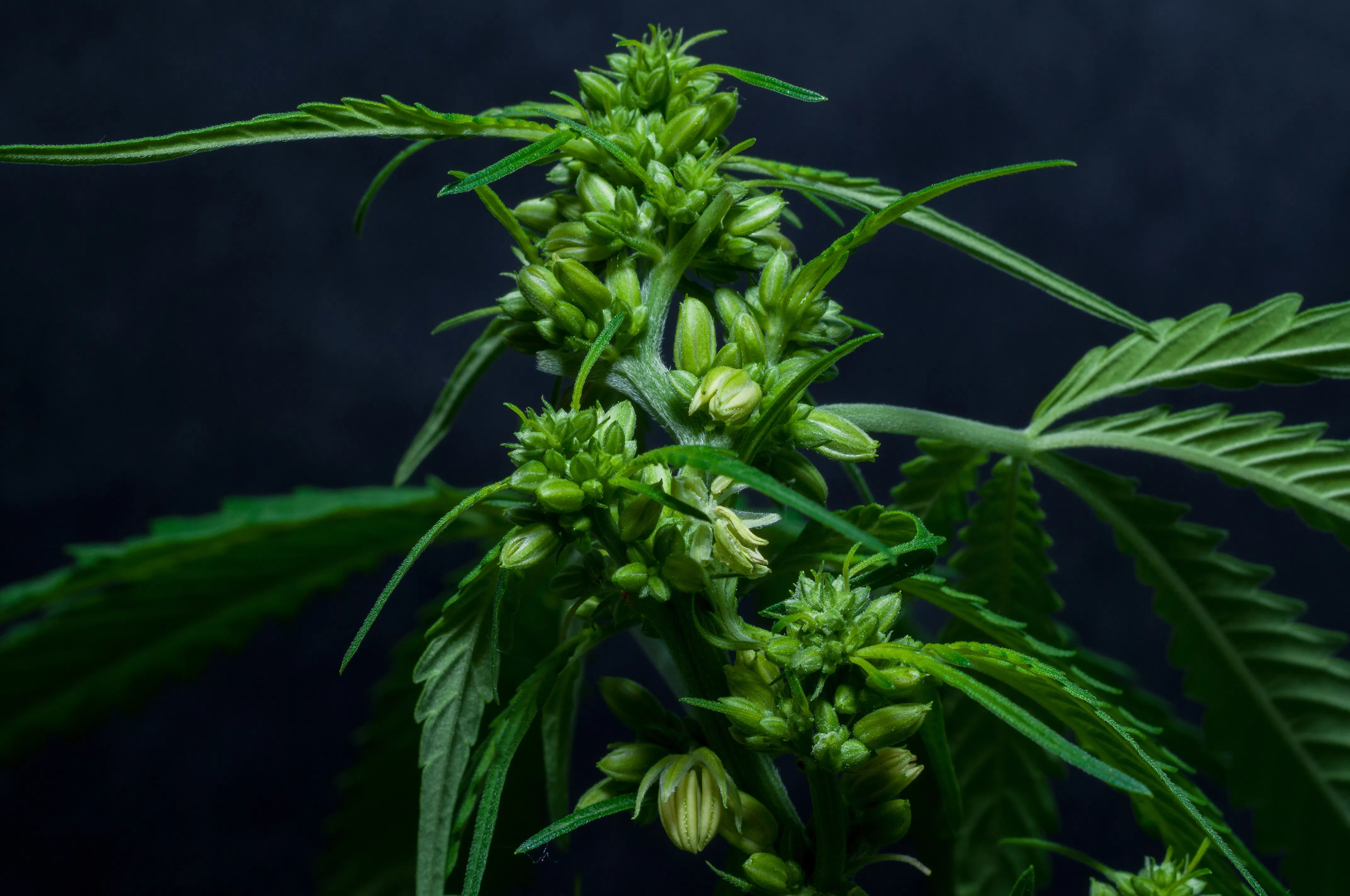 hermaphrodite cannabis