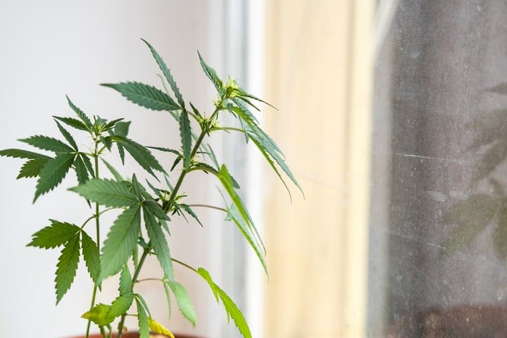 home growing cannabis