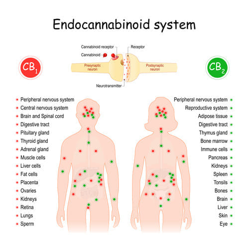the science behind greening out