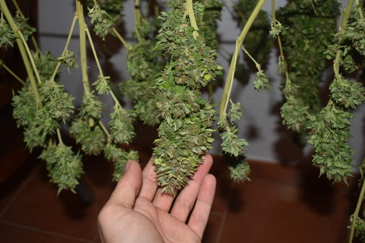 how to dry cannabis to preserve terpenes
