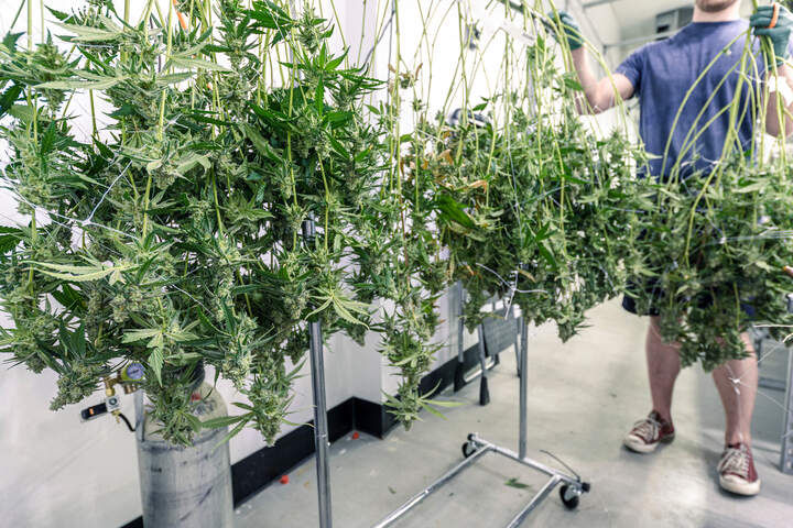 can you hang your buds to dry?