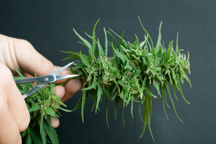 how to trim buds after harvest