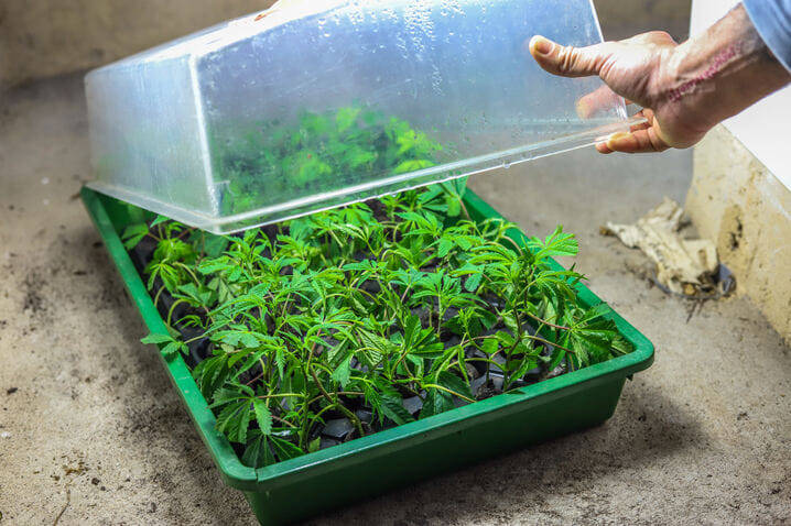 controlling humidity is essential for cannabis seedling
