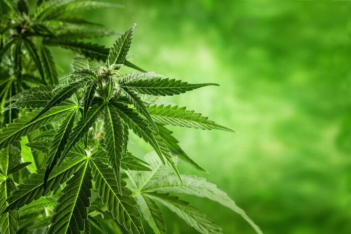 hybrid strain cultivation tips