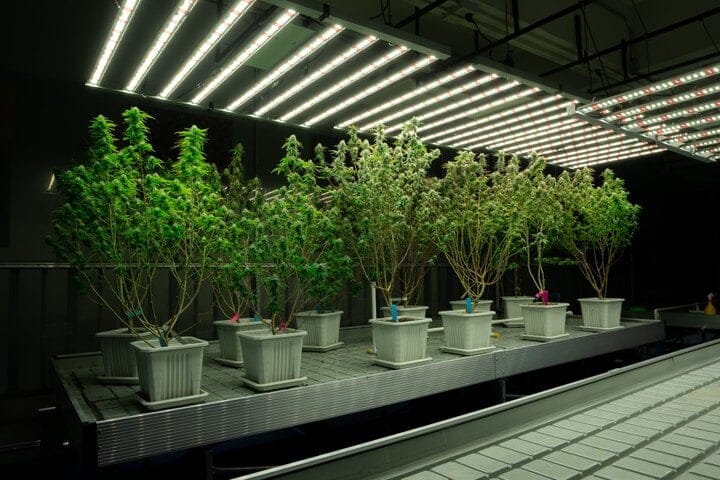 ideal pH for hydroponic cannabis