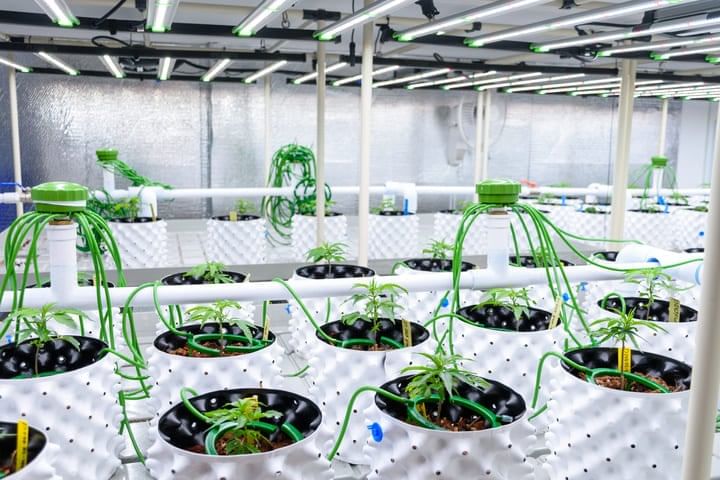 advanced hydroponic system for cannabis