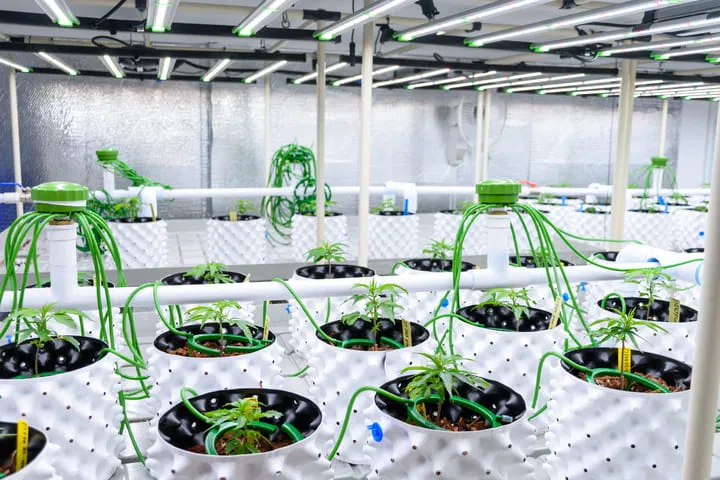 advanced hydroponic system for cannabis