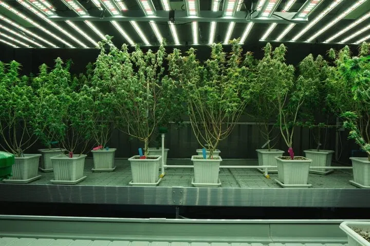 flushing hydroponic cannabis