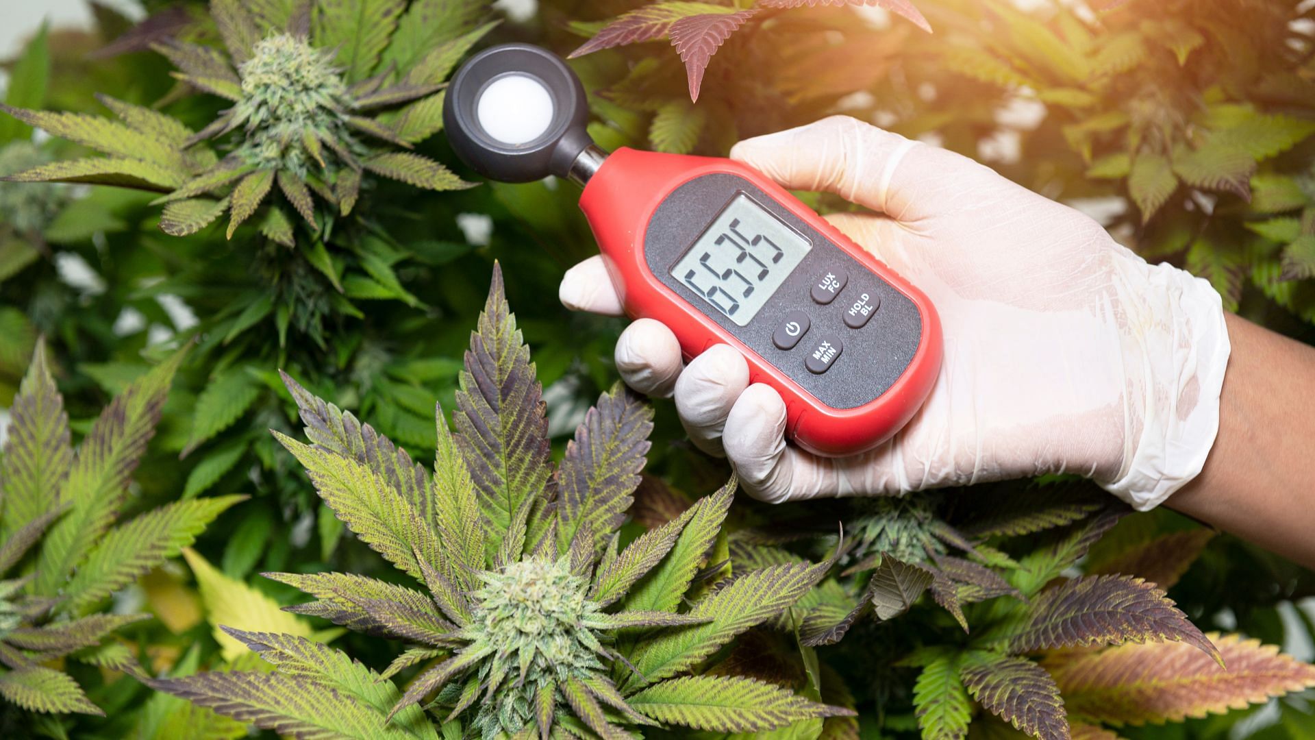 regular temperature readings are vital to the success of your grow
