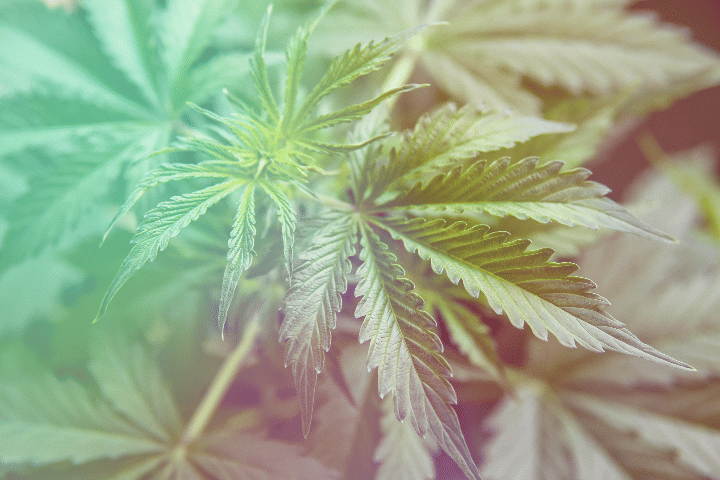 light exposure can harm flowering marijuana plants