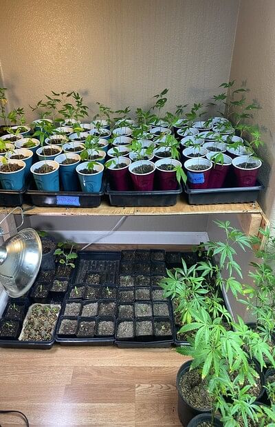 clones in pots