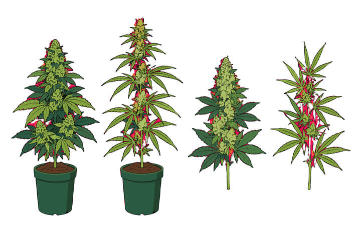 indica vs sativa plant shapes