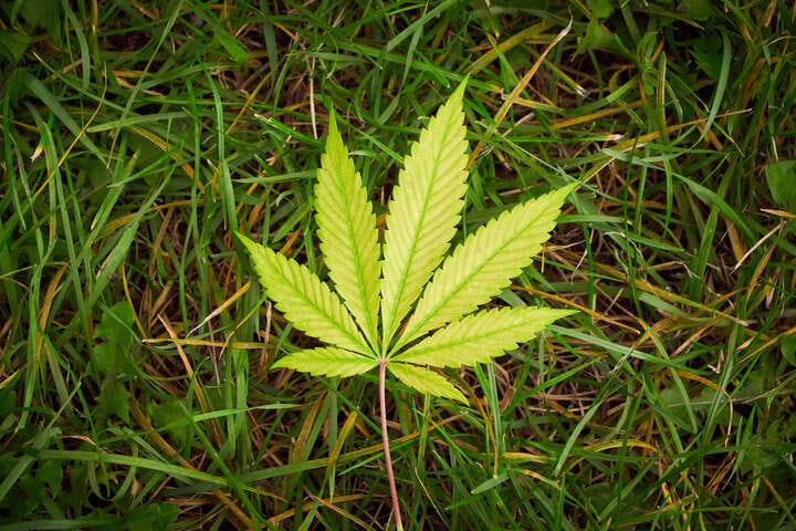 indica weed leaf