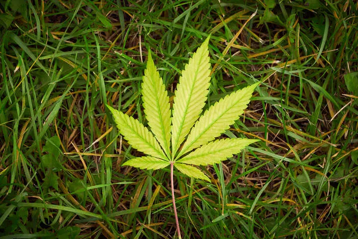 indica weed leaf