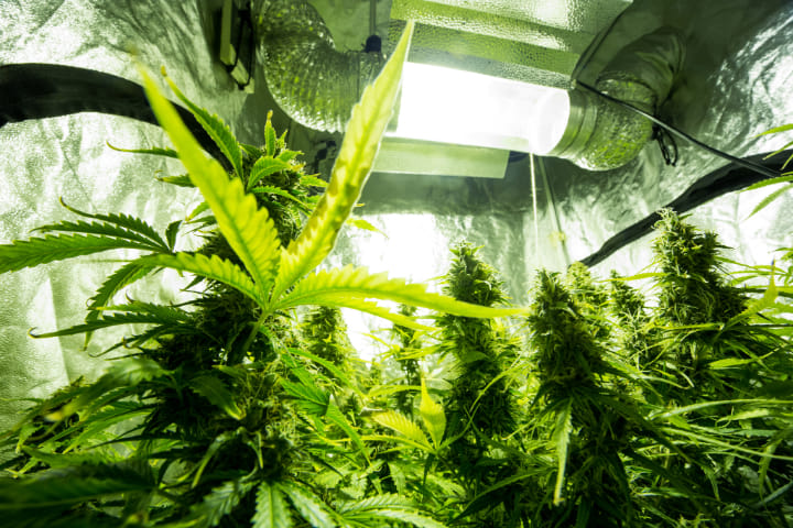 the best strains for indoor growing