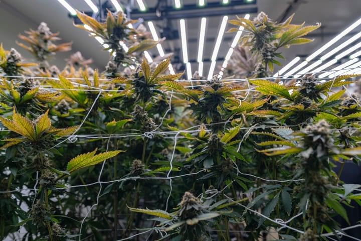 what is advanced cannabis growing